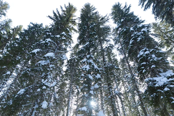 Живописный Снимок Красивого Зимнего Леса Солнечный День — стоковое фото