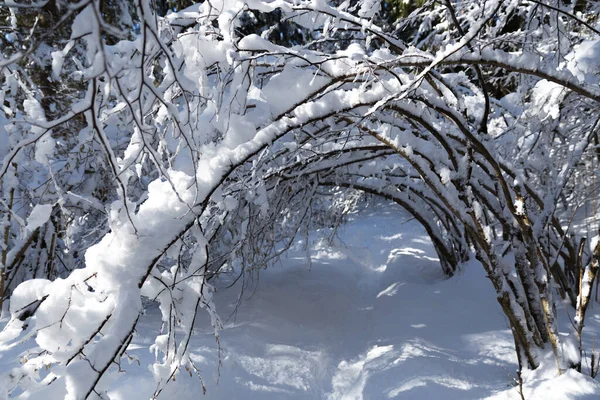 scenic shot of beautiful winter forest on sunny day
