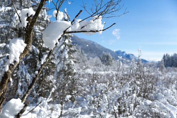 ภาพท สวยงามของป าฤด หนาวในว แดด — ภาพถ่ายสต็อก