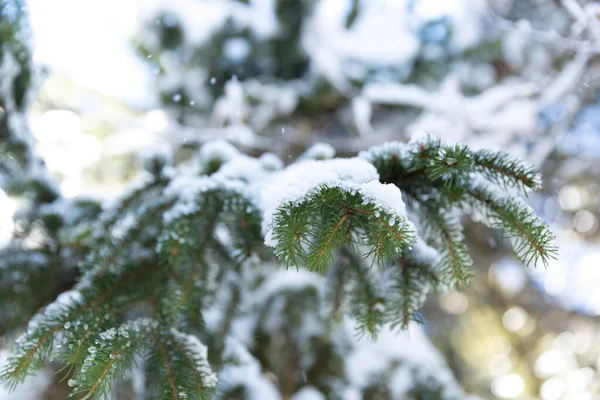 scenic shot of beautiful winter forest on sunny day