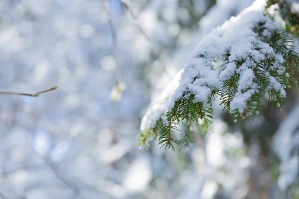 scenic shot of beautiful winter forest on sunny day