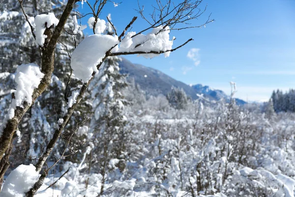 scenic shot of beautiful winter forest on sunny day