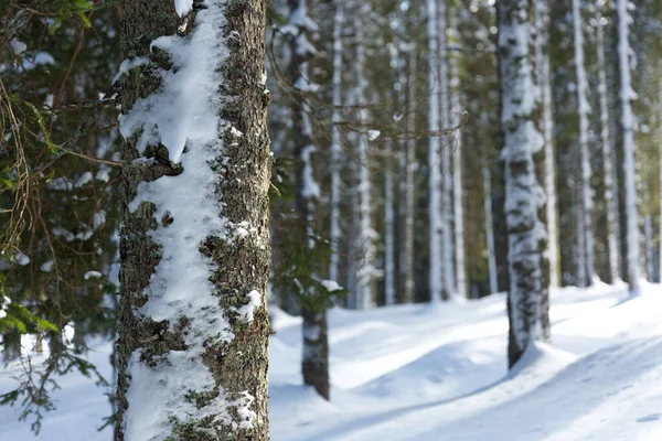 Luonnonkaunis Laukaus Kaunis Talvi Metsä Aurinkoisena Päivänä — kuvapankkivalokuva