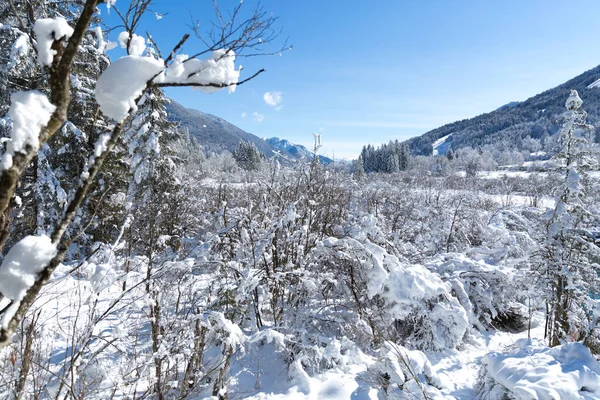 Γραφική Φωτογραφία Του Όμορφου Χειμερινού Δάσους Την Ηλιόλουστη Μέρα — Φωτογραφία Αρχείου