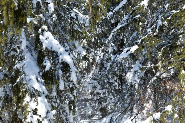 scenic shot of beautiful winter forest on sunny day