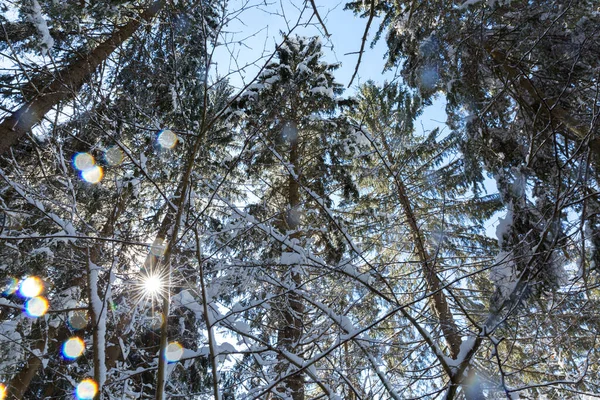 scenic shot of beautiful winter forest on sunny day