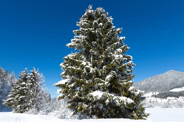scenic shot of beautiful winter forest on sunny day