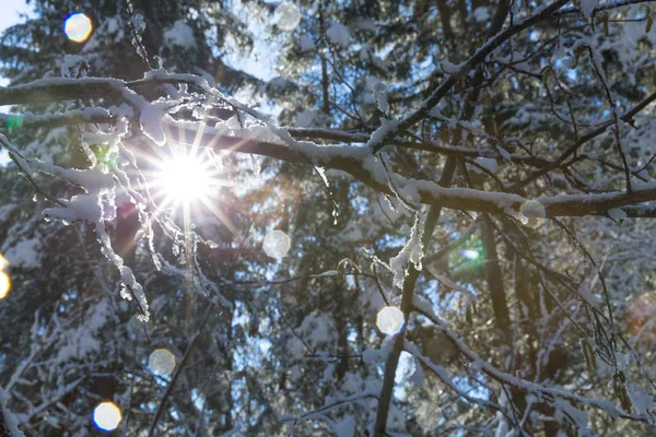 ภาพท สวยงามของป าฤด หนาวในว แดด — ภาพถ่ายสต็อก