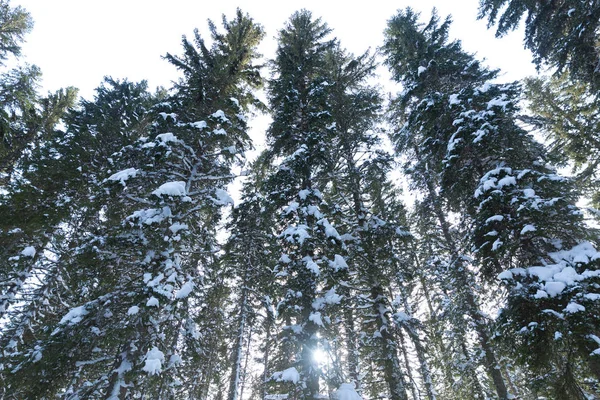 scenic shot of beautiful winter forest on sunny day
