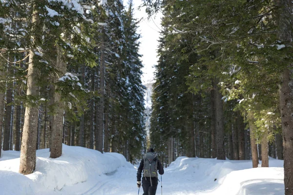 scenic shot of beautiful winter forest on sunny day