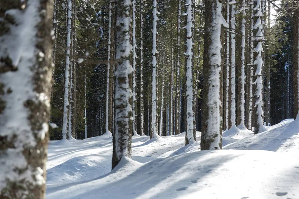scenic shot of beautiful winter forest on sunny day
