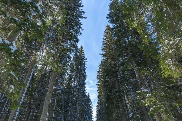 scenic shot of beautiful winter forest on sunny day