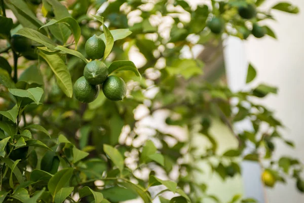 Limes Growing Eco Friendly Farm — kuvapankkivalokuva