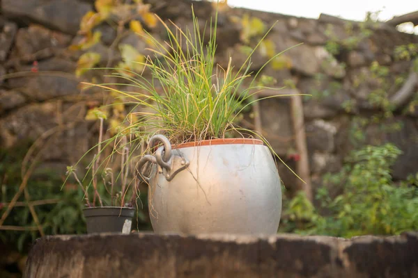 Plant Growing Reused Metal Container – stockfoto