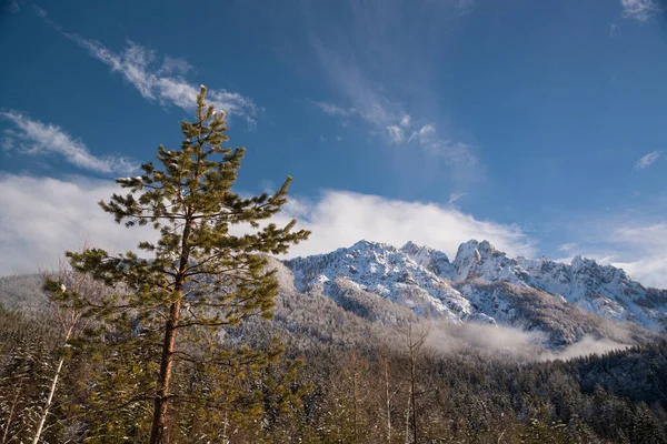 Forest Snowy Mountain — kuvapankkivalokuva