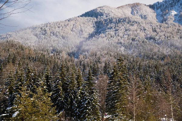 Top Shot Winter Forest — kuvapankkivalokuva