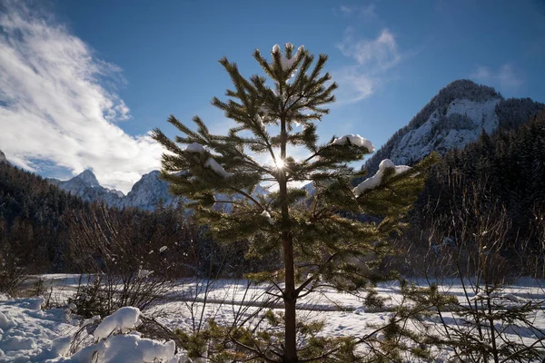 Sun Peeking Snowy Pine Tree Branches — kuvapankkivalokuva