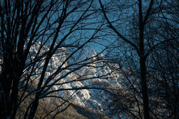 Looking Mountains Tree Branches – stockfoto