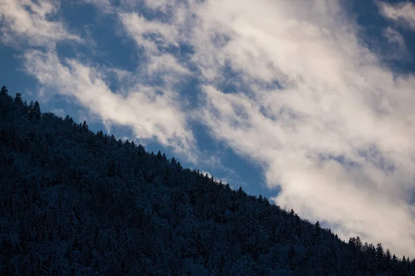 Téli Erdő Gyönyörű Kék Égbolttal — Stock Fotó