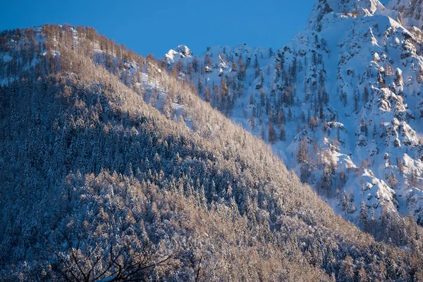 Pine Tree Forest Covered Snow Blanket — kuvapankkivalokuva