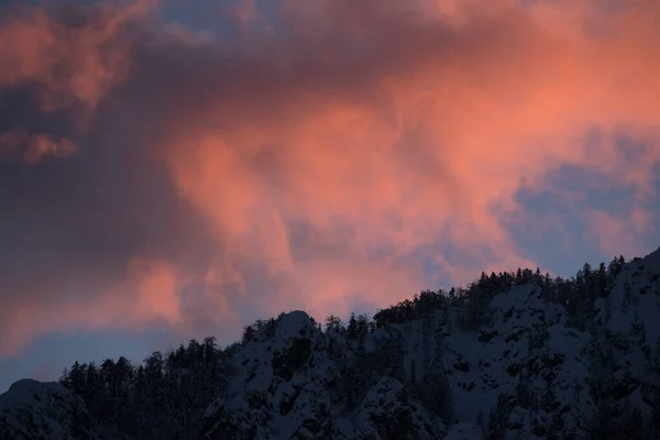 Skog Med Vacker Solnedgång Bakgrunden — Stockfoto