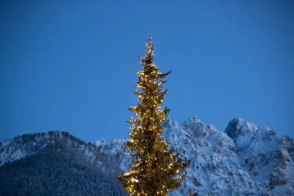 크리스마스 빛으로 소나무 — 스톡 사진