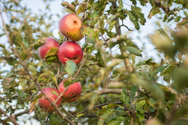 Close Organic Apples Growing Tree stockbilde
