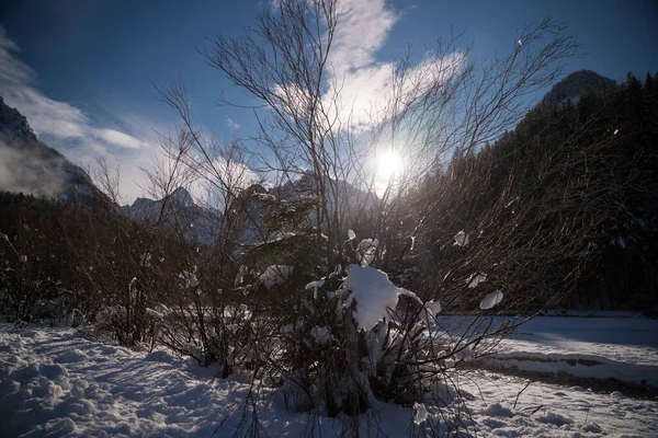 Sunny Landscape Covered Snow Blanket stockbilde