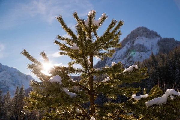 Sun Flared Shot Pine Tree Winter Day stockbilde