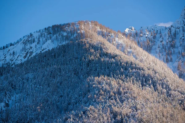 Skog Täckt Med Snö Filt Skott Solig Dag Stockfoto