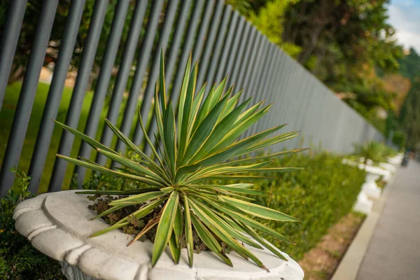 Close Shot Potted Plant Park Stock Photo