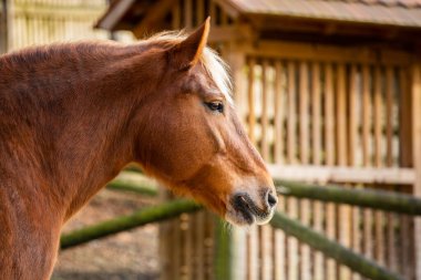 Çiftlikte orta boy at resmi.