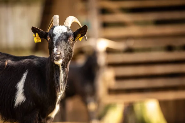 Exponer Una Foto Zoológico — Foto de Stock