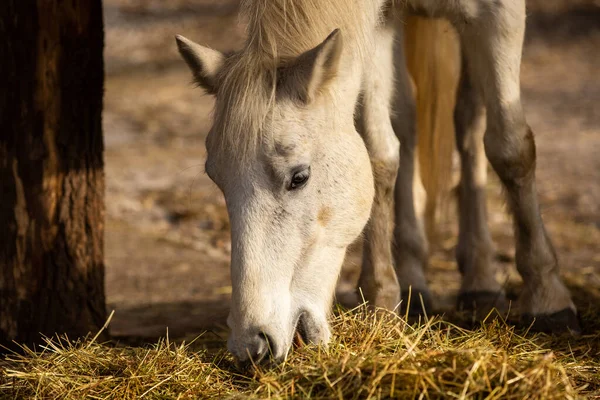 Cierre Del Heno Los Caballos Blancos Que Comen —  Fotos de Stock