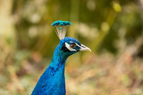 Close Beautiful Peacock Looking Something – stockfoto