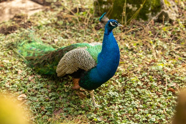 Beautiful Shot Peacock Posing Nature — kuvapankkivalokuva