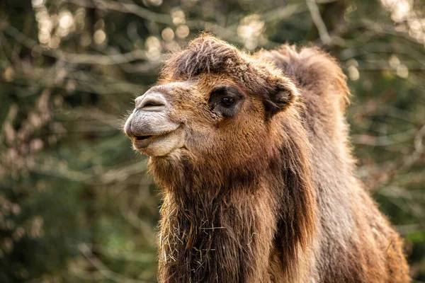 Cierre Una Camella Adulta Zoológico — Foto de Stock