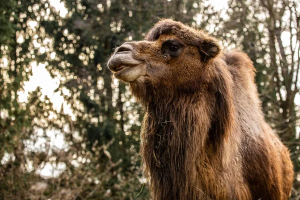 Hermoso Disparo Camello Tranquilo Zoológico — Foto de Stock
