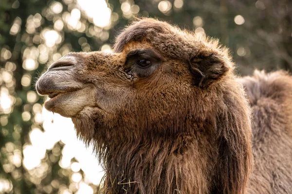 Cerrar Perfil Camello Adulto Zoológico — Foto de Stock