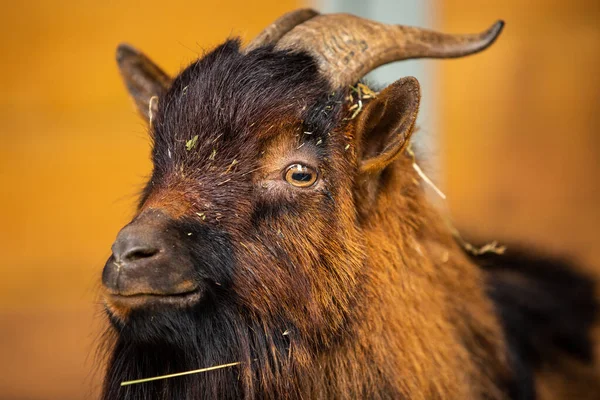 Close Shot Tamed Goat – stockfoto