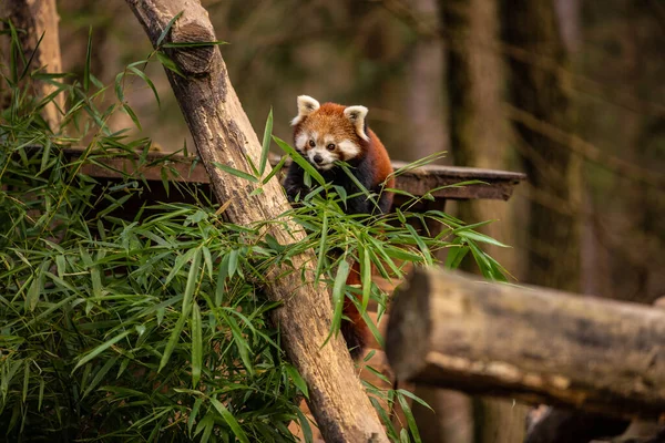 Adorable Red panda in animal friendly habitat