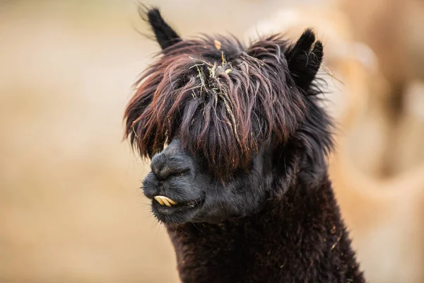 Lama 'nın garip saç kesimine yakın çekim.