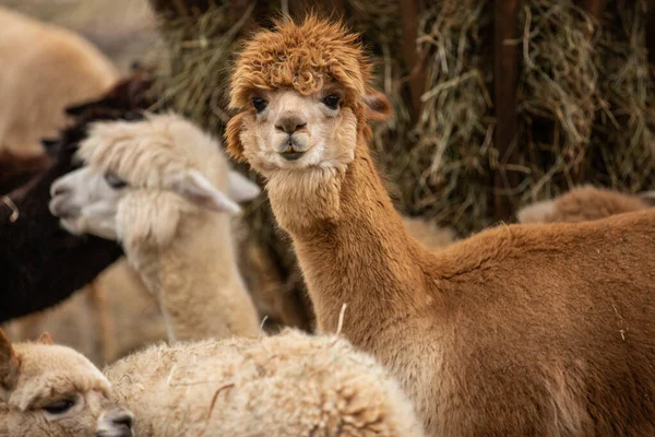 Llamadas Amistosas Zoológico Las Que Presentan Fotos — Foto de Stock