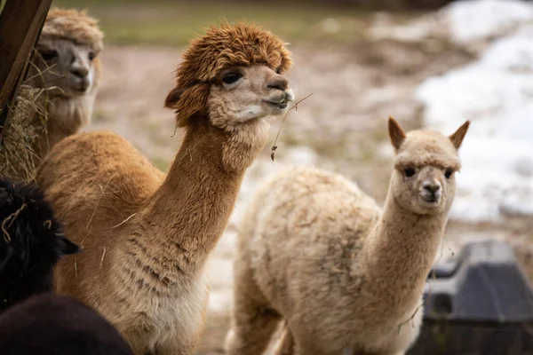 Llamadas Tomar Aperitivo Por Tarde Zoológico — Foto de Stock