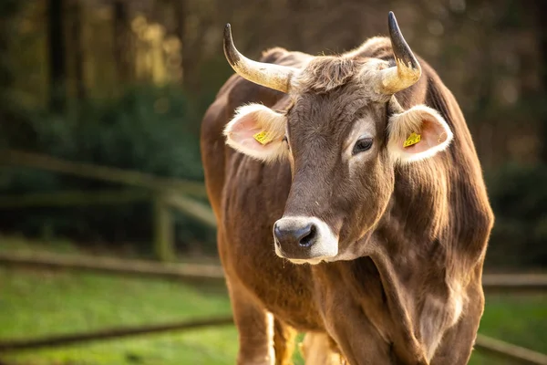 Close Friendly Brown Cow kuvapankin valokuva