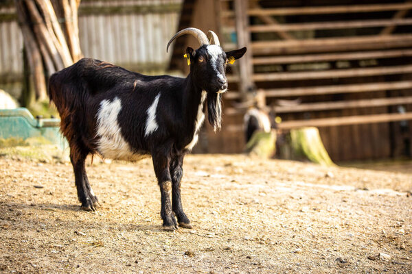 Friendly Goat Standing Posing Photo Stock Image