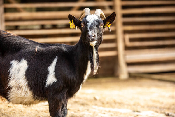 Black White Goat Posing Photo Farm Royalty Free Stock Images