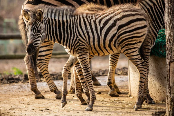 Bonito Tiro Zebra Bebê Jardim Zoológico Fotos De Bancos De Imagens