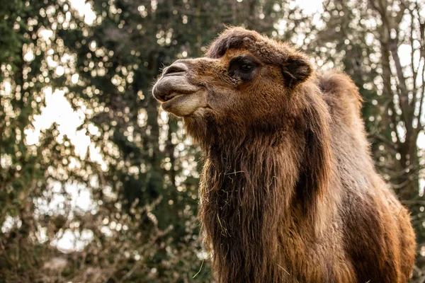 Красивий Знімок Спокійного Верблюда Зоопарку Ліцензійні Стокові Фото