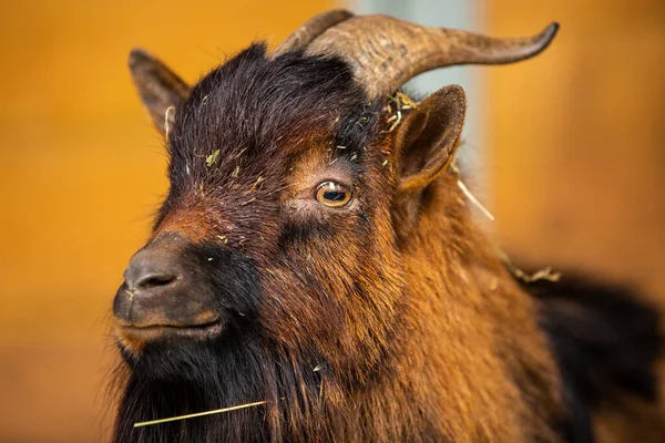 Close Shot Tamed Goat tekijänoikeusvapaita kuvapankkikuvia